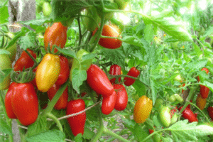 Descripción de la variedad de tomate Red Fang, sus características y productividad.