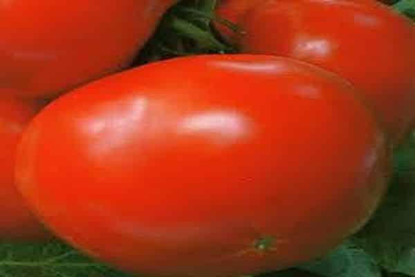 cultivo de tomate