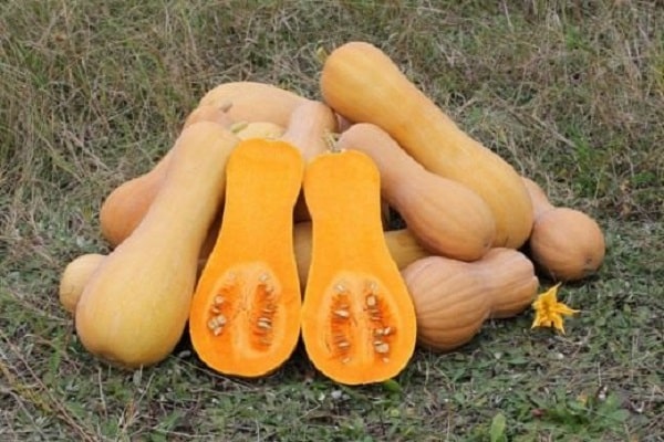 courge musquée