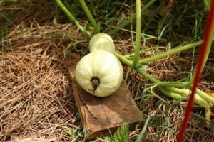 Description de la variété de potiron Butternut, caractéristiques de culture et d'entretien