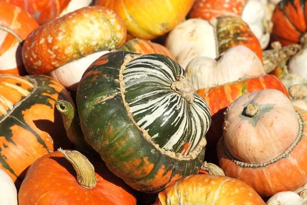 hermosa calabaza