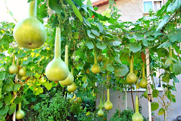 citrouille en forme de poire