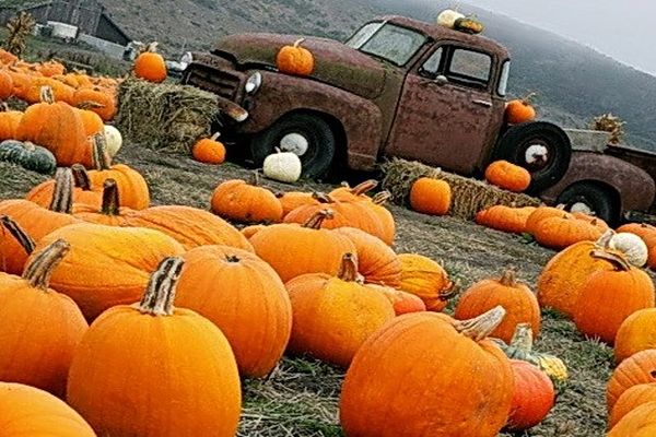 calabaza y coche