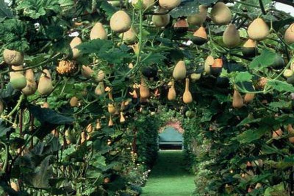 citrouille dans la serre