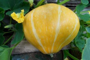 Descripción de la variedad de calabaza Karavai, características de cultivo y rendimiento.