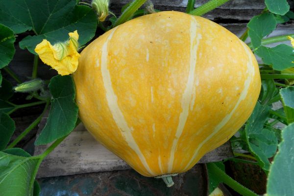 variedad de calabaza