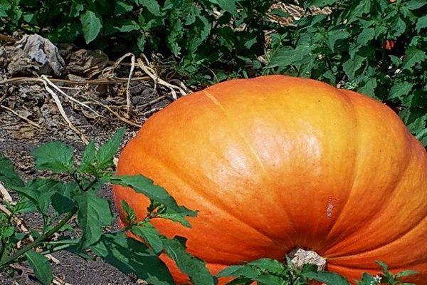 pumpkin in the ground