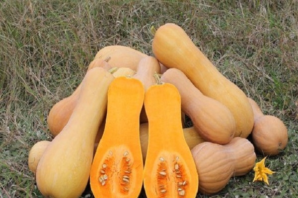 calabaza de arbusto