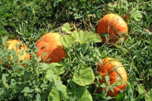 Descripción de las variedades populares de calabaza arbustiva, su cultivo y rendimiento.