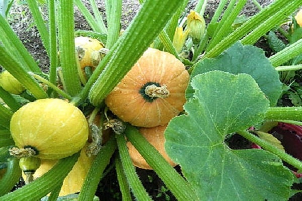 calabaza pequeña