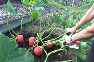 Descripción de la variedad de calabaza Avellana, cultivo y cuidado.