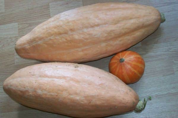 cultivo de calabaza