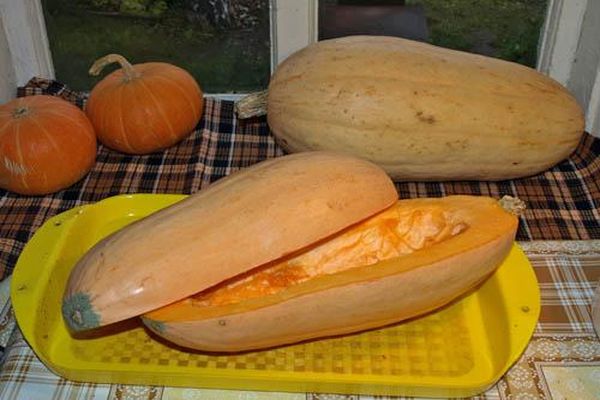 cut pumpkins