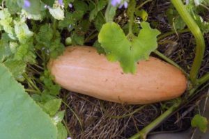 Description of the pumpkin variety Pink banana, features of cultivation and care