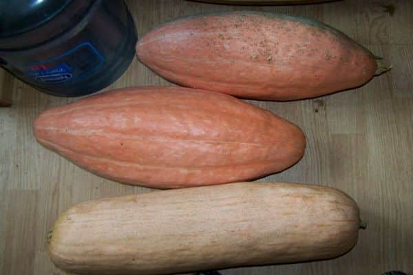 almacenamiento de calabaza