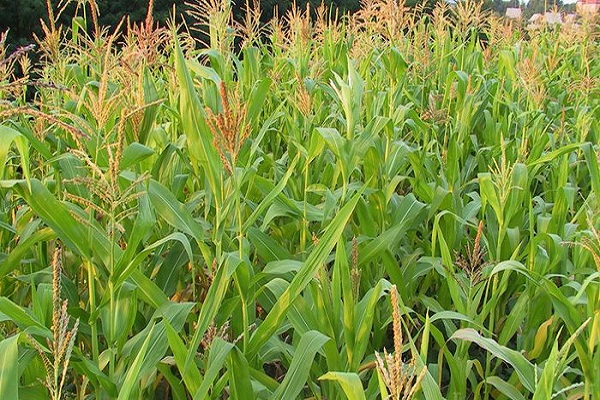 jagung untuk bijirin