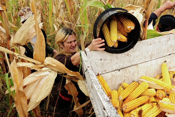 telinga terpesong