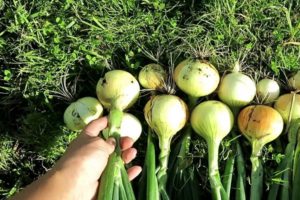 How to properly care for onions in a rainy summer and when to dig them up