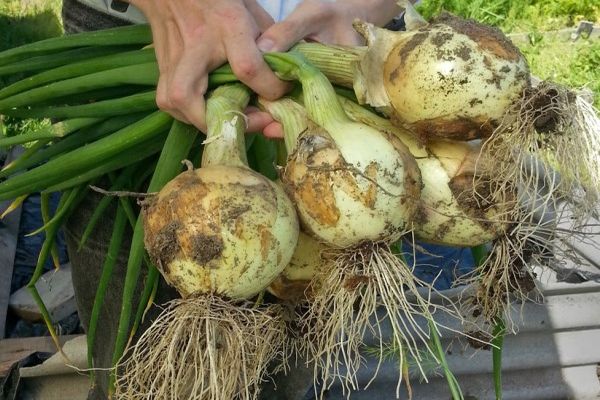 cabezas de cebolla