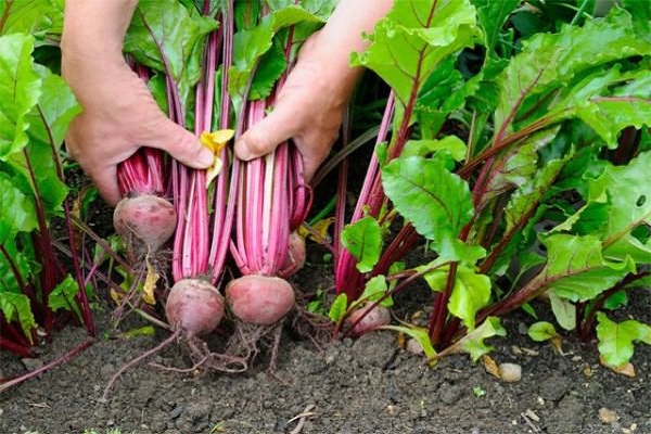 harvest beets