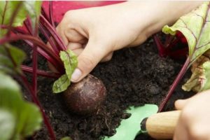 Bila hendak mengeluarkan bit dari kebun untuk disimpan, berapa hari ia tumbuh