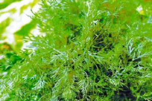 Description of the dill variety Hercules, its characteristics and cultivation