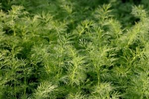 Description of the dill variety Salute, recommendations for growing and care