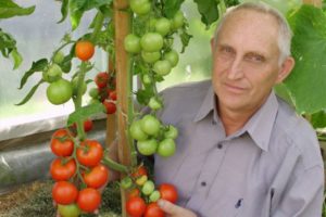 Description de la variété de tomate Unique Kulchitsky, caractéristiques de culture et d'entretien