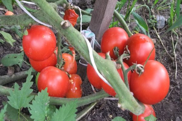 tomates sur une branche