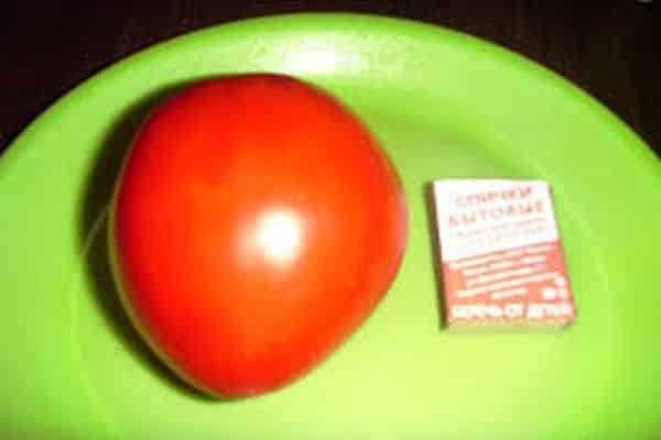 tomate en un plato