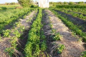 Description et règles pour effectuer le nivelage des pommes de terre en éventail