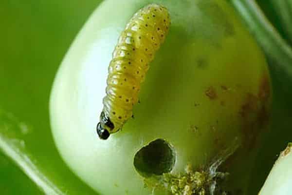 moth on peas