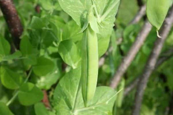 kacang polong di kebun