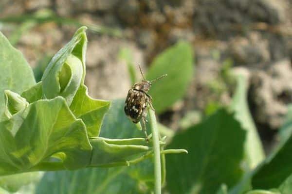 escarabajo en una hoja