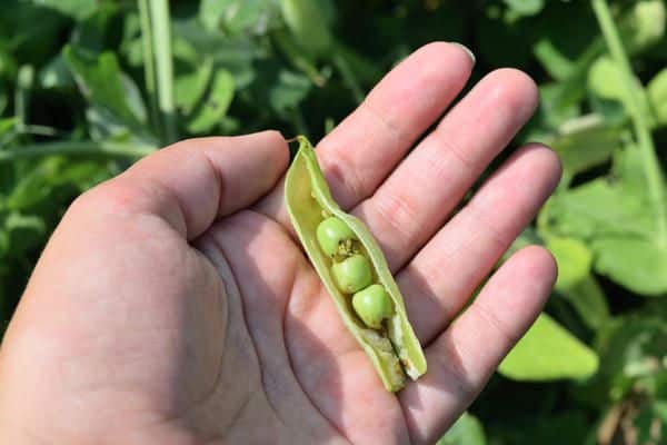 kacang polong di telapak tangan anda