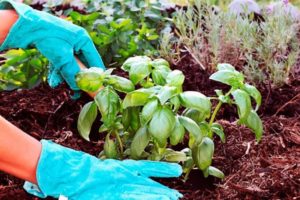 Cómo cultivar y cuidar la albahaca en un invernadero.