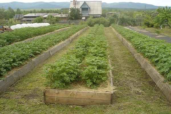 desmalezar y fertilizar