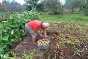 Règles de culture et d'entretien des pommes de terre selon la méthode Kizima