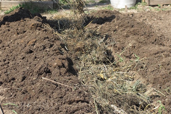 cuidado de las plantas