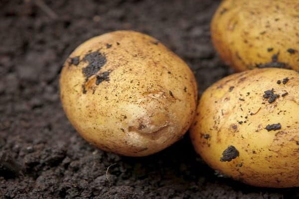 potatoes for planting