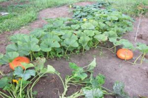 Why do pumpkin fruits fall and ovaries turn yellow in the open field in the garden