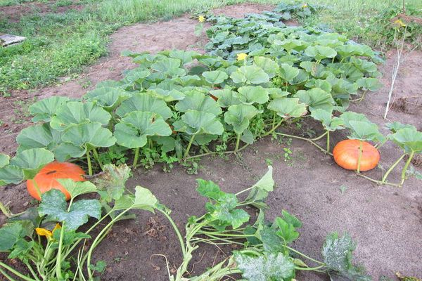 de plus en plus de citrouille dans le jardin