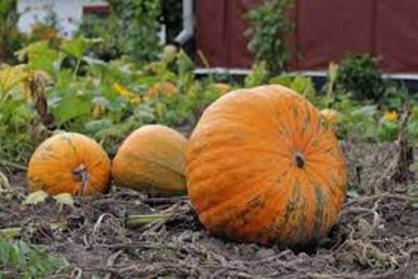 calabaza en el jardín