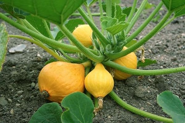 variétés de citrouille