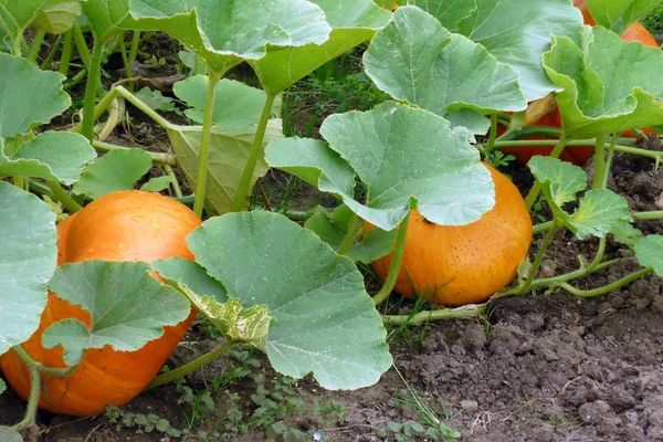 citrouille dans le jardin