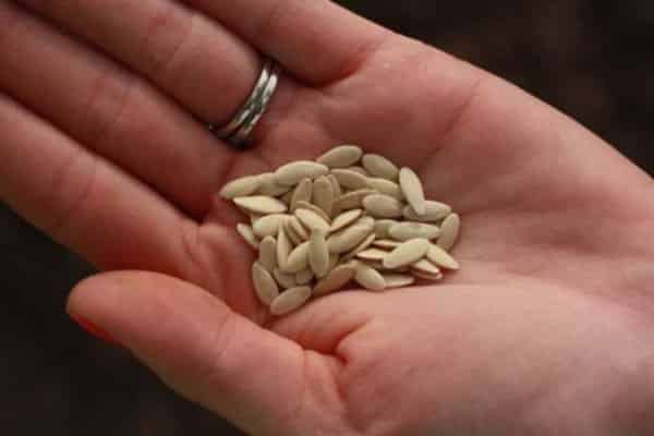 cucumber seeds in hand