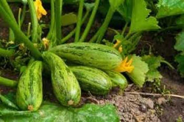 courgettes sur le sol