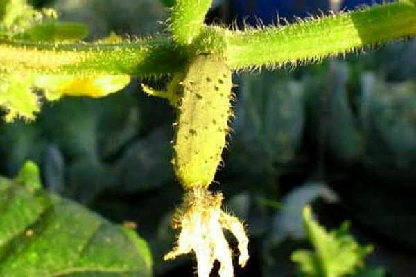 zucchini flower