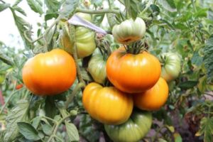 Penerangan mengenai varieti tomato Zaman Keemasan, ciri dan produktiviti