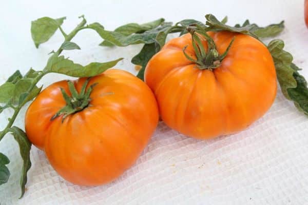 tomato variety golden age